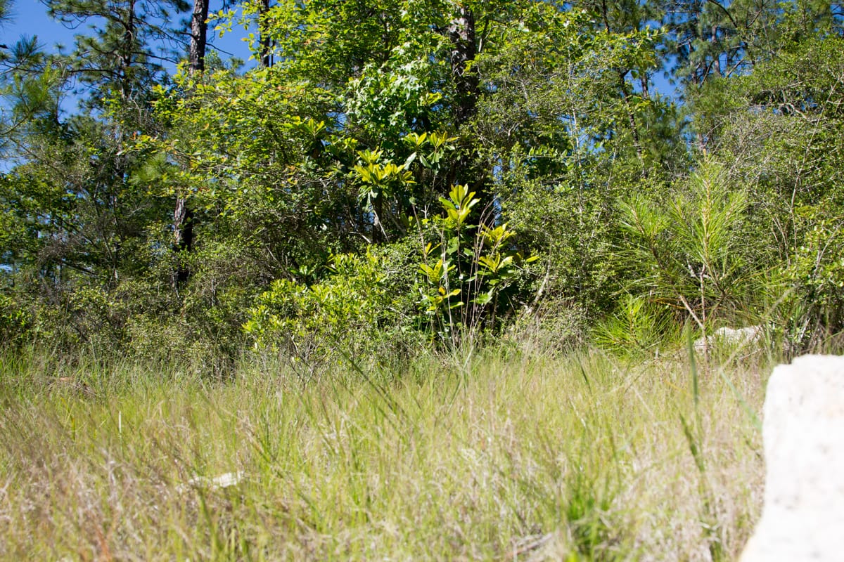 Rayburn Country Tract 204 photo 3