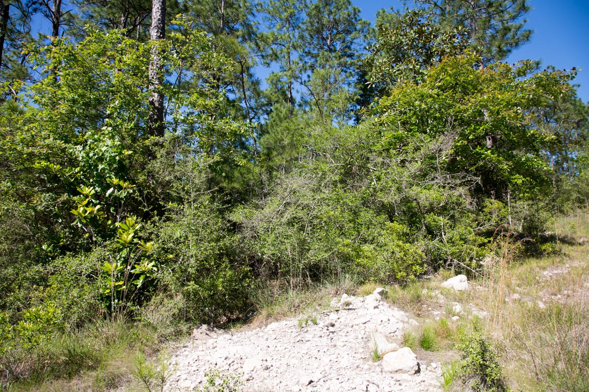 Rayburn Country Tract 204 photo 4