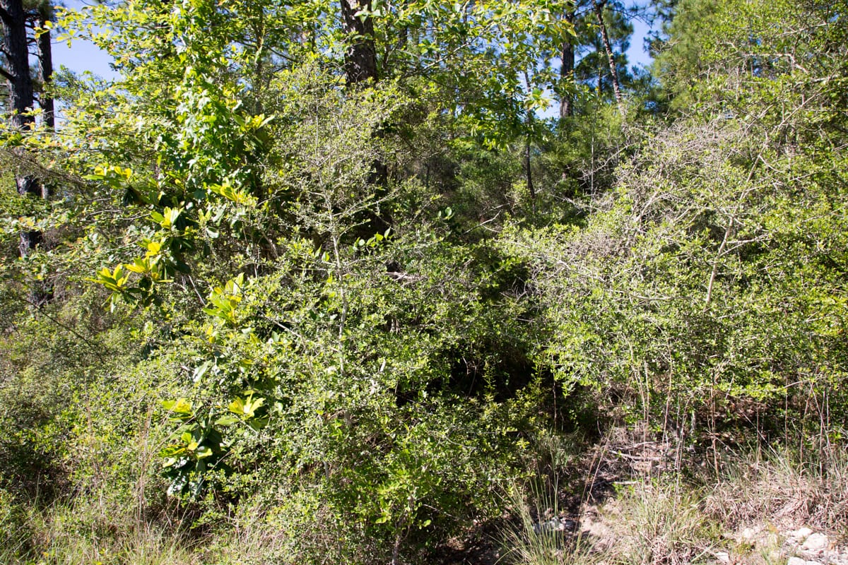 Rayburn Country Tract 204 photo 5