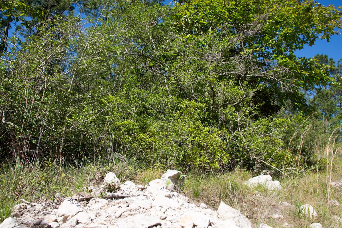 Rayburn Country Tract 204 photo 6