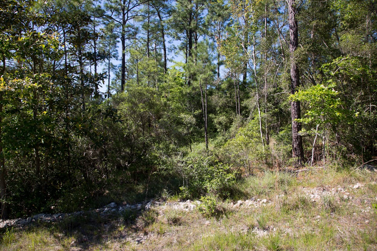 Rayburn Country Tract 204 photo 8