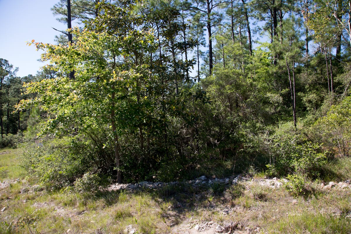 Rayburn Country Tract 204 photo 9
