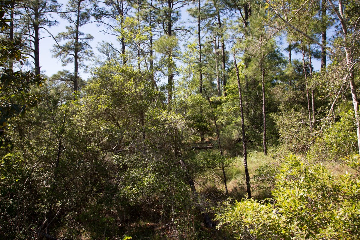 Rayburn Country Tract 204 photo 10