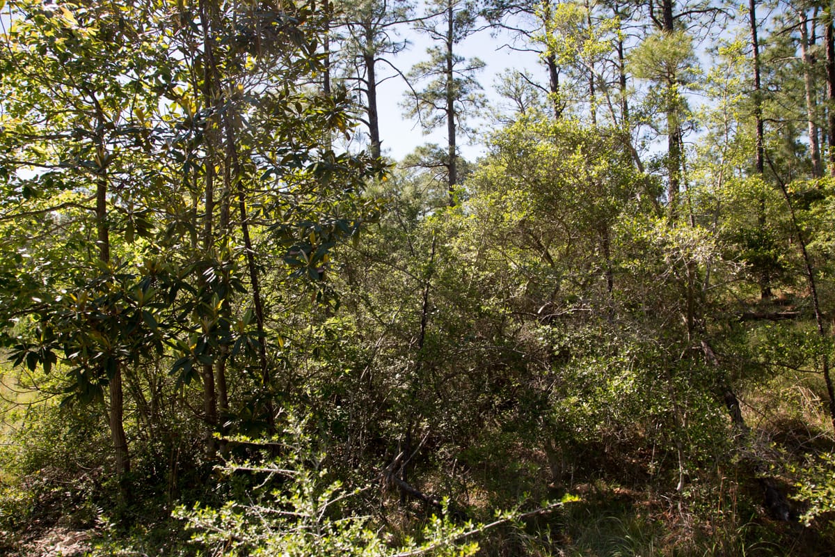 Rayburn Country Tract 204 photo 11