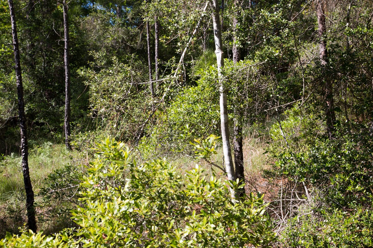 Rayburn Country Tract 204 photo 12