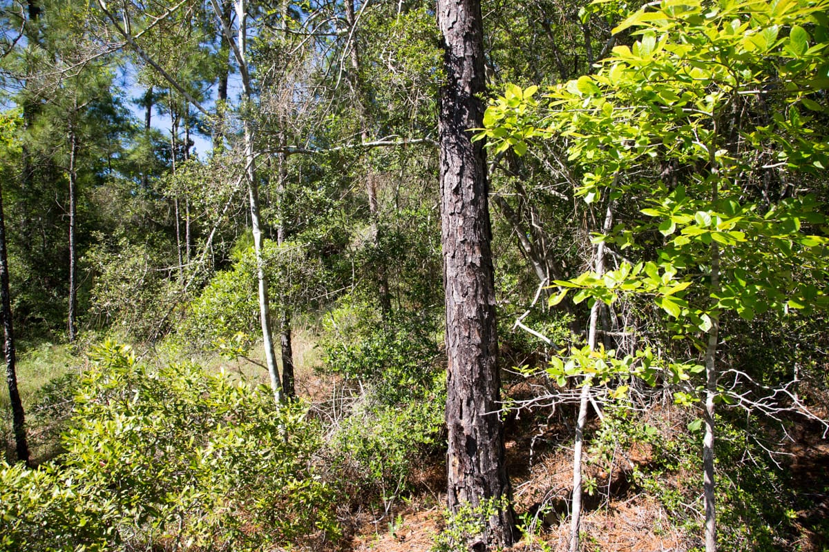 Rayburn Country Tract 204 photo 1