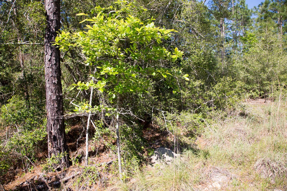 Rayburn Country Tract 204 photo 13