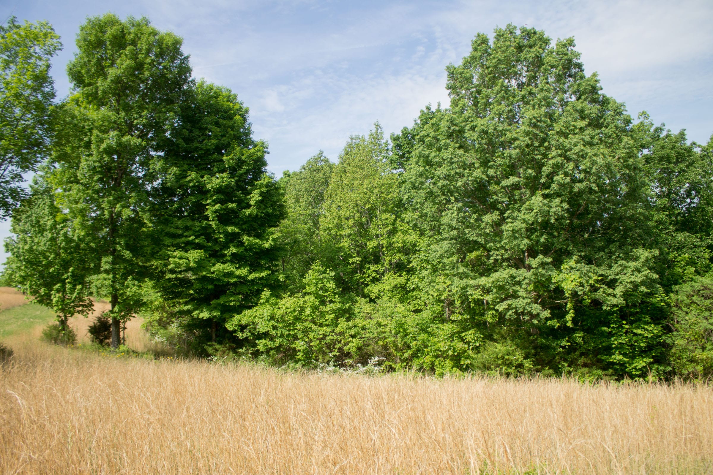 Laurel Ridge Tract 14 photo 3
