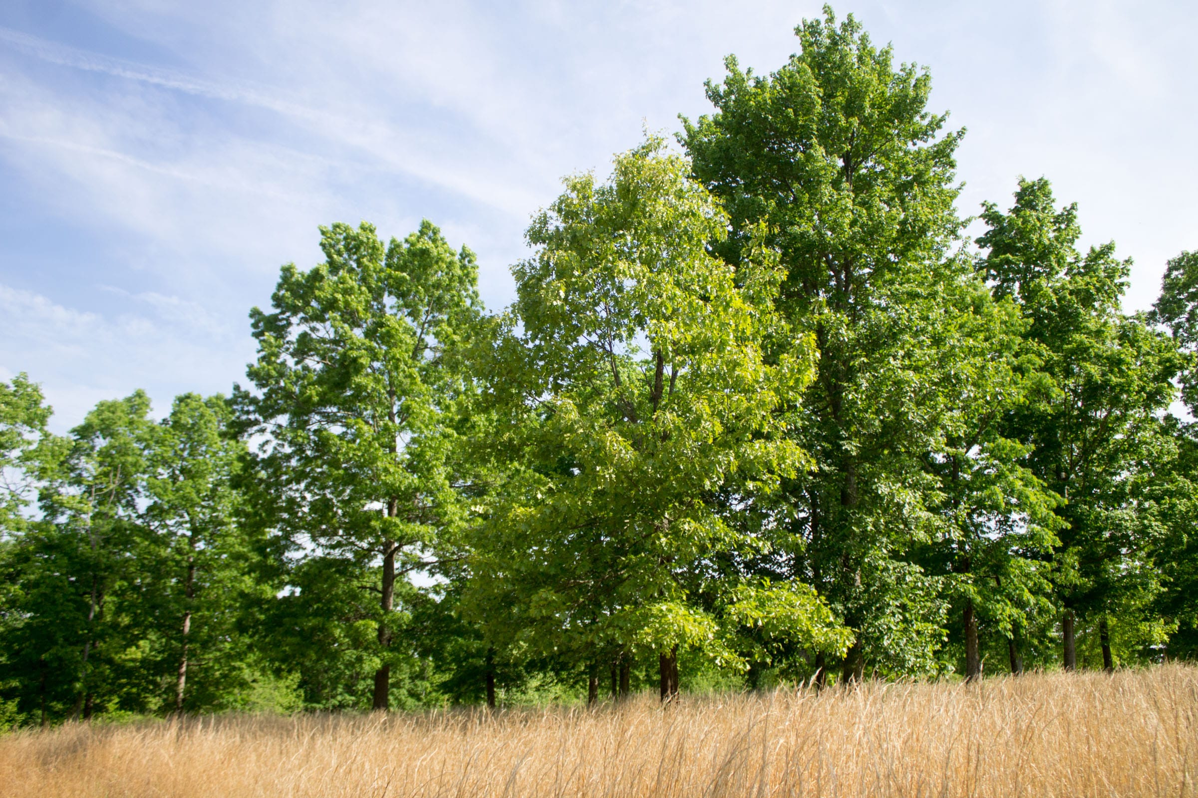 Laurel Ridge Tract 14 photo 5