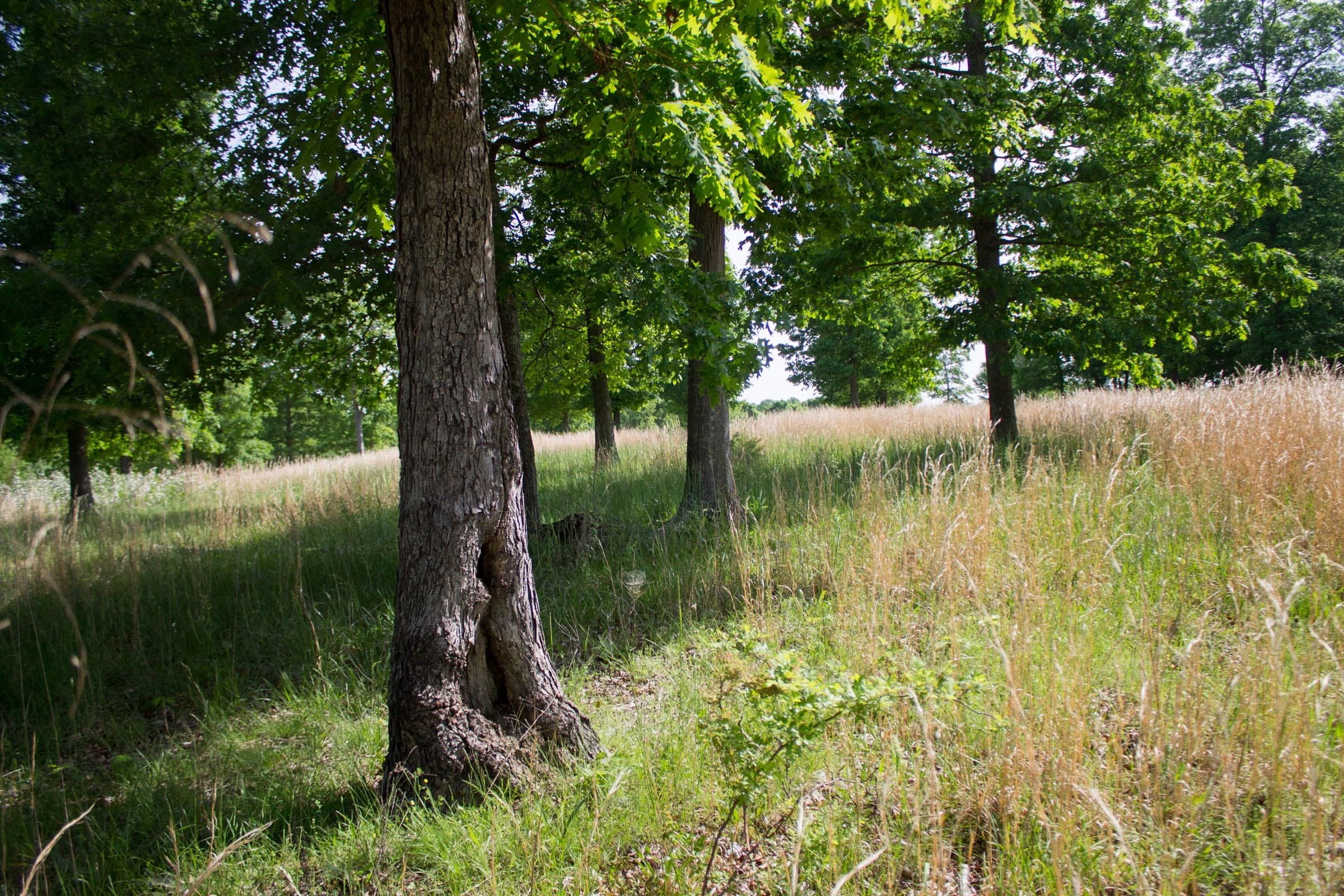 Laurel Ridge Tract 14 photo 7