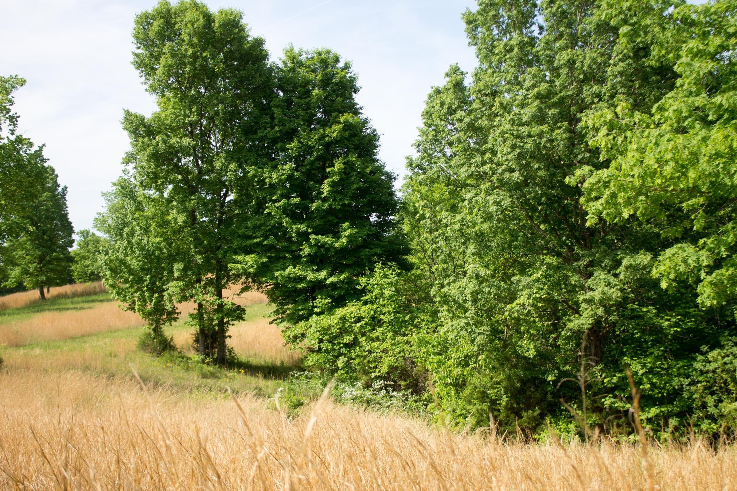 Laurel Ridge Tract 14 photo 10