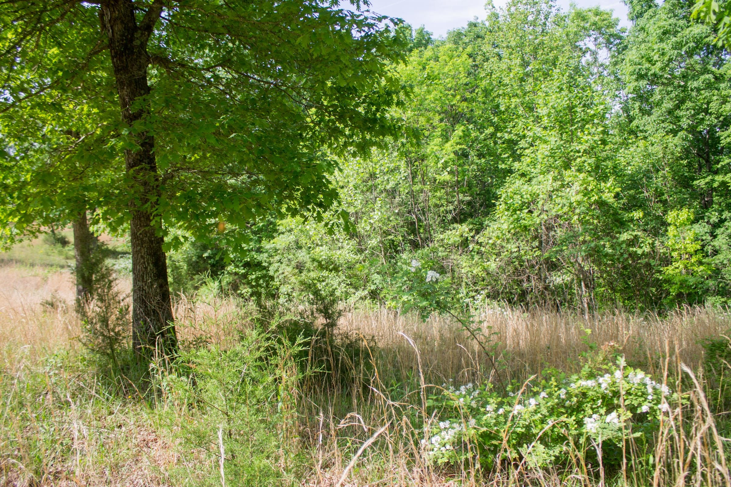 Laurel Ridge Tract 14 photo 11