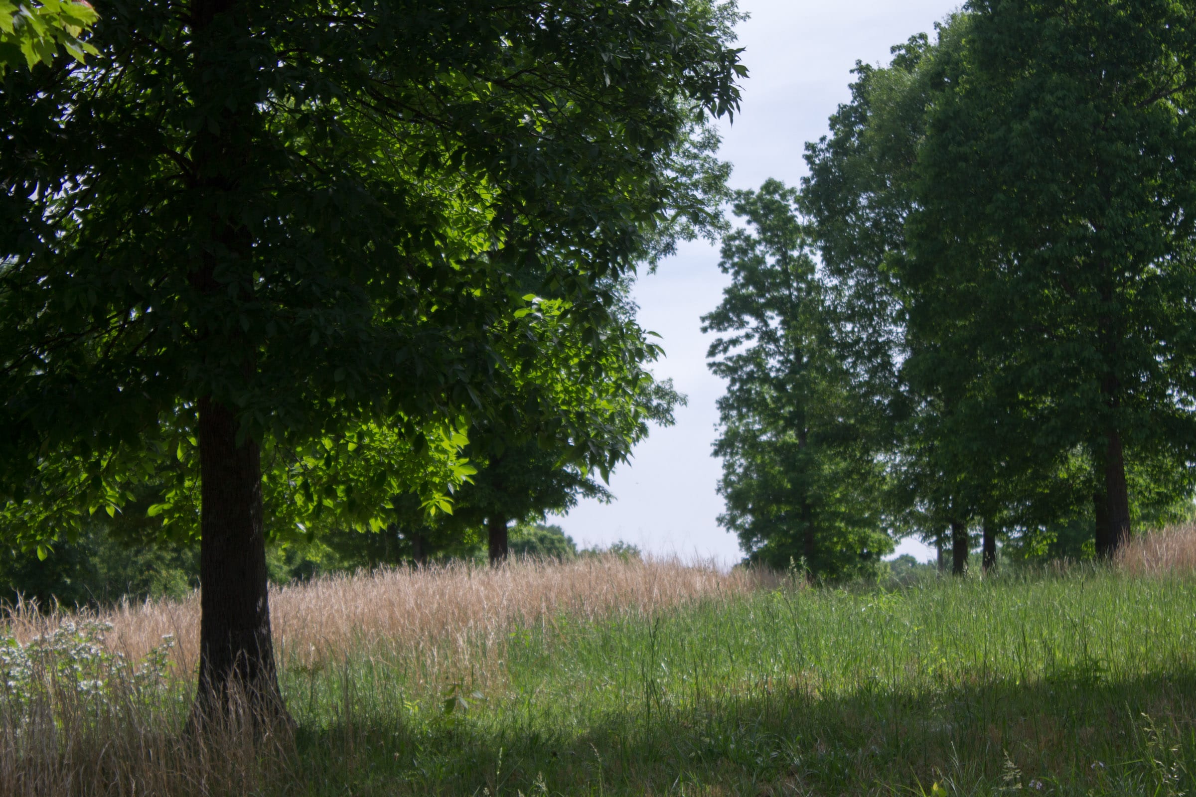 Laurel Ridge Tract 14 photo 14
