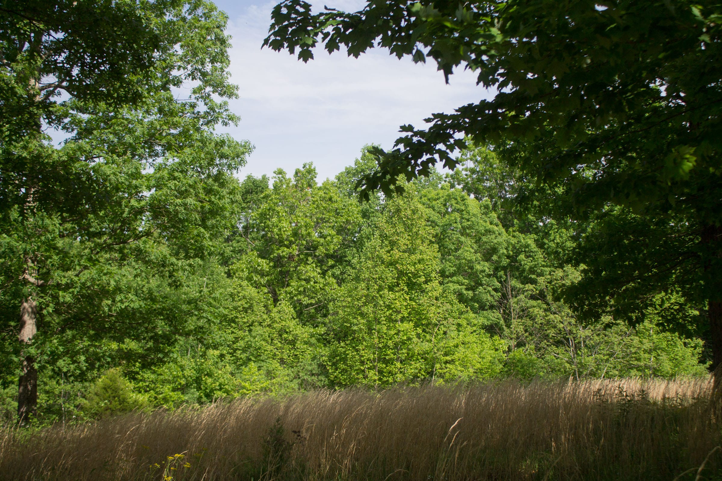 Laurel Ridge Tract 14 photo 15