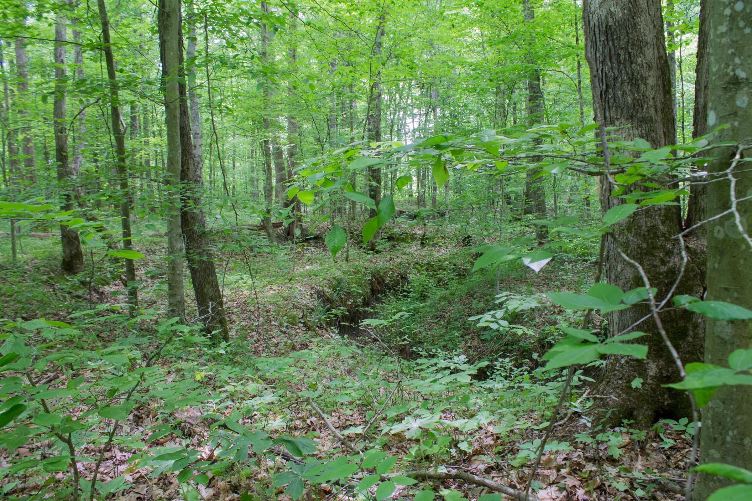 Laurel Ridge Tract 14 photo 18