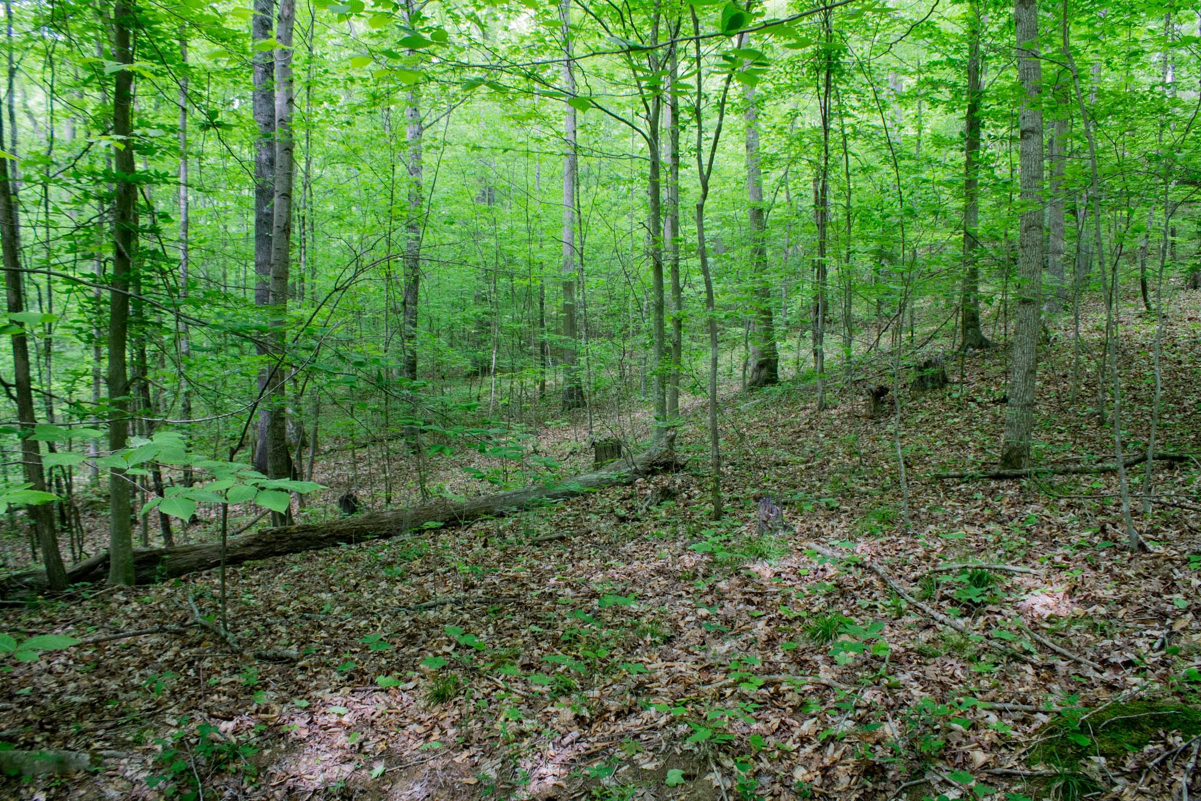 Laurel Ridge Tract 14 photo 19