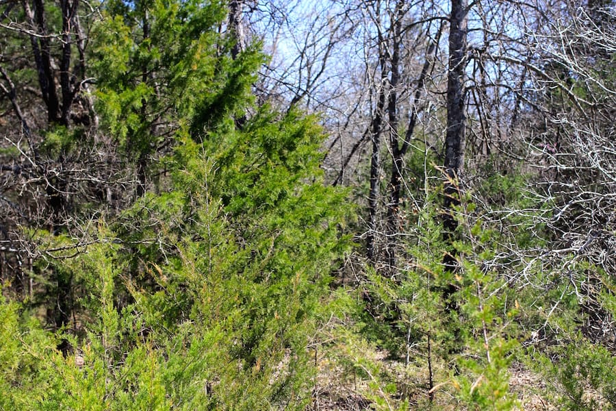Montgomery Ranch Tract 4 photo 4