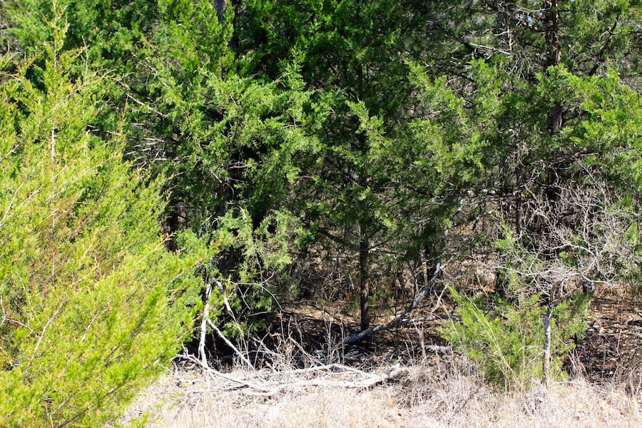 Montgomery Ranch Tract 4 photo 7