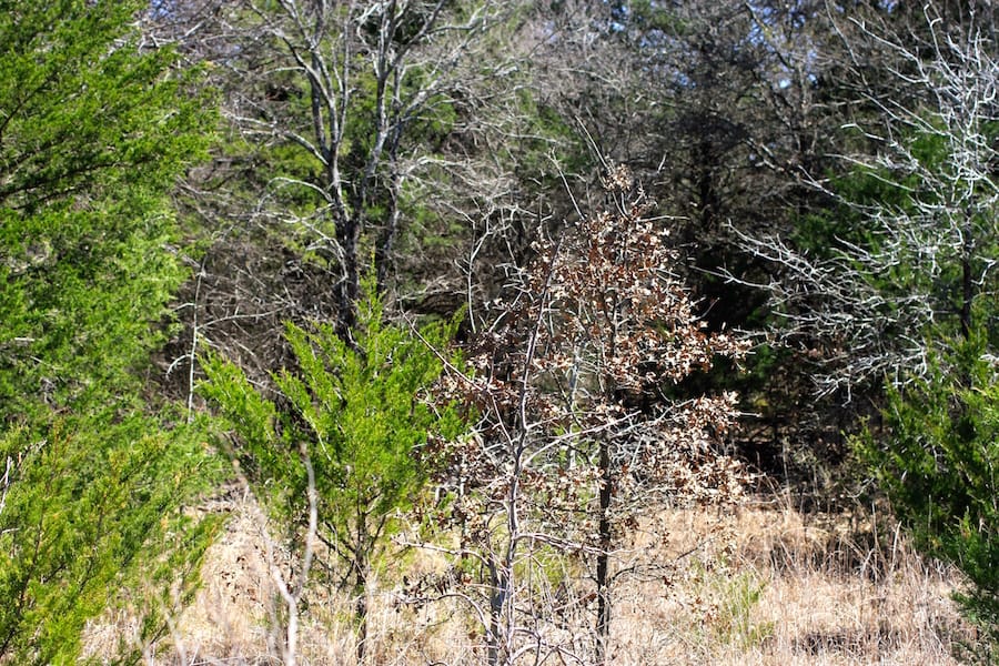 Montgomery Ranch Tract 4 photo 10