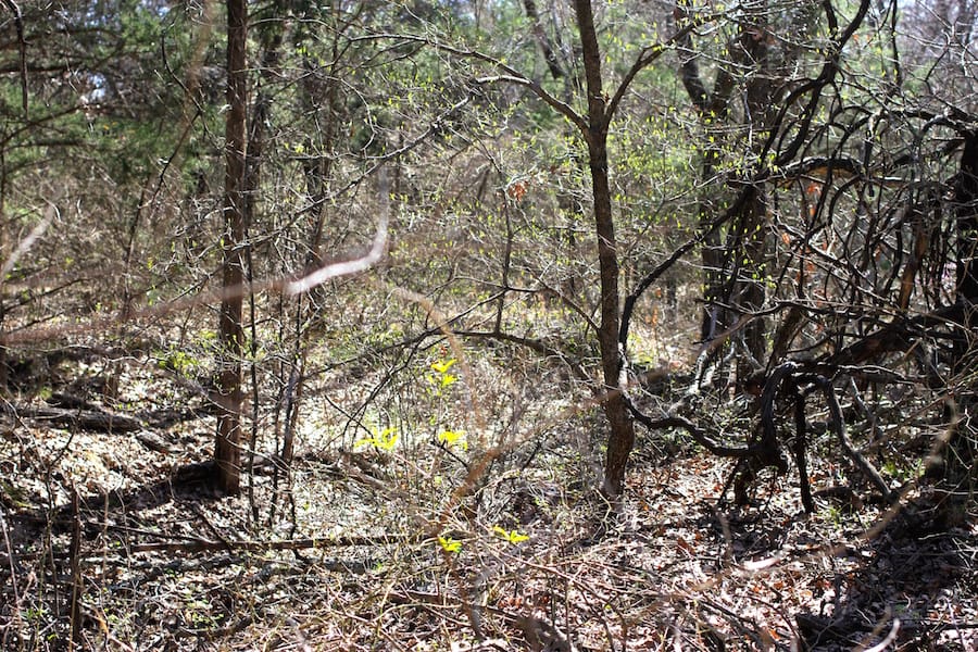 Montgomery Ranch Tract 4 photo 20