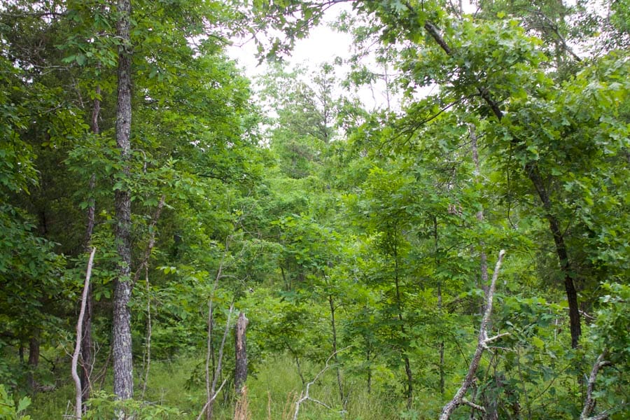 Thunder Mountain Ranch Tract 25 photo 1