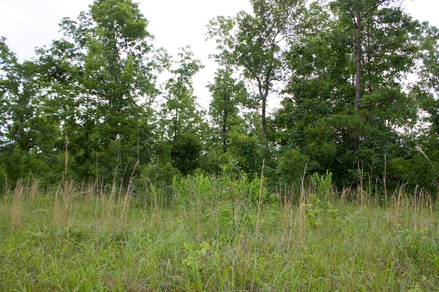 Thunder Mountain Ranch Tract 25 photo 3