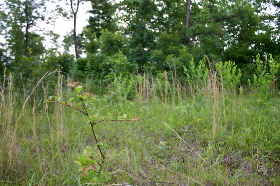 Thunder Mountain Ranch Tract 25 photo 6