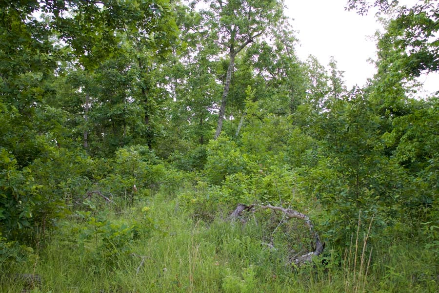 Thunder Mountain Ranch Tract 25 photo 7