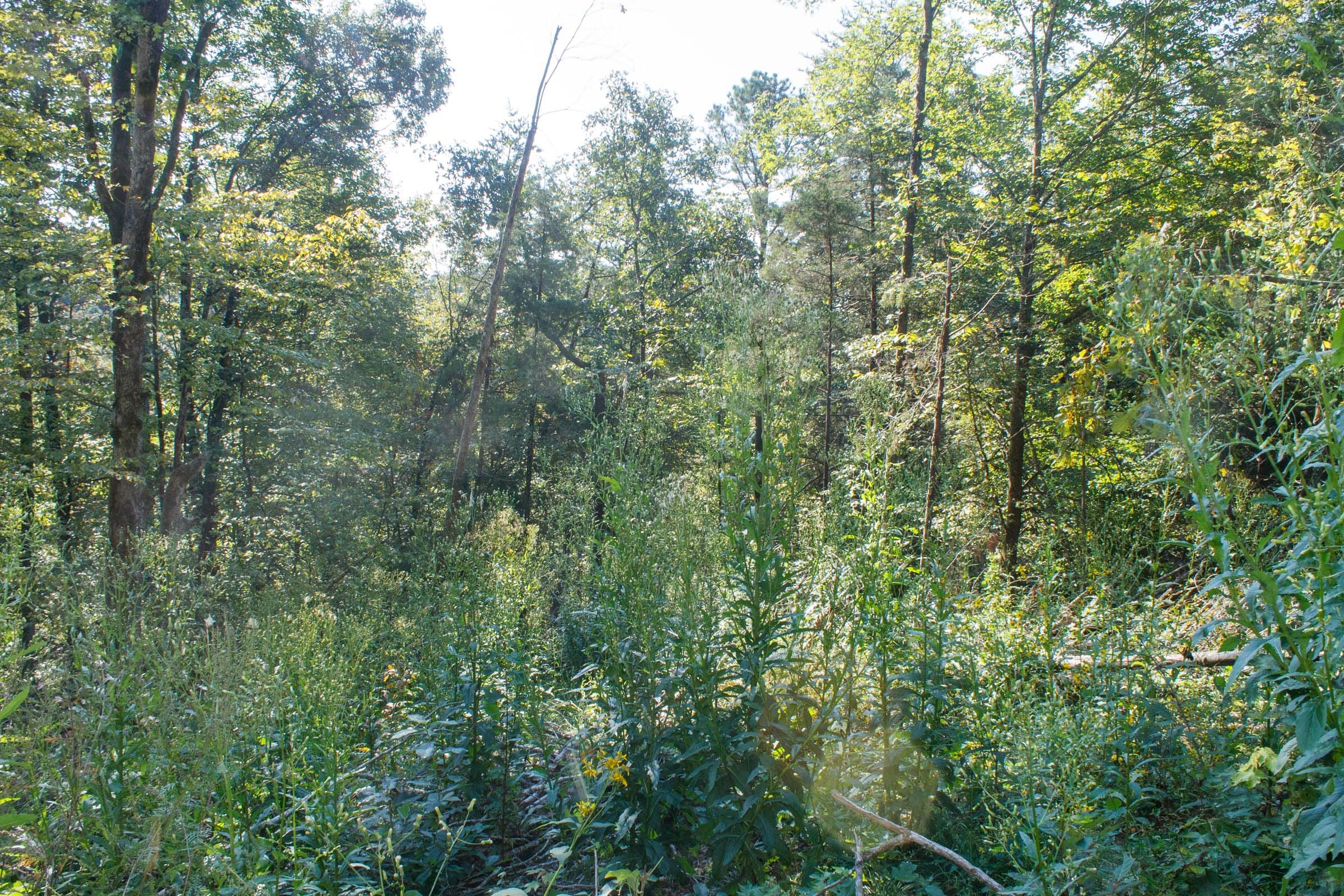 Wounded Oak Tract 9 photo 2