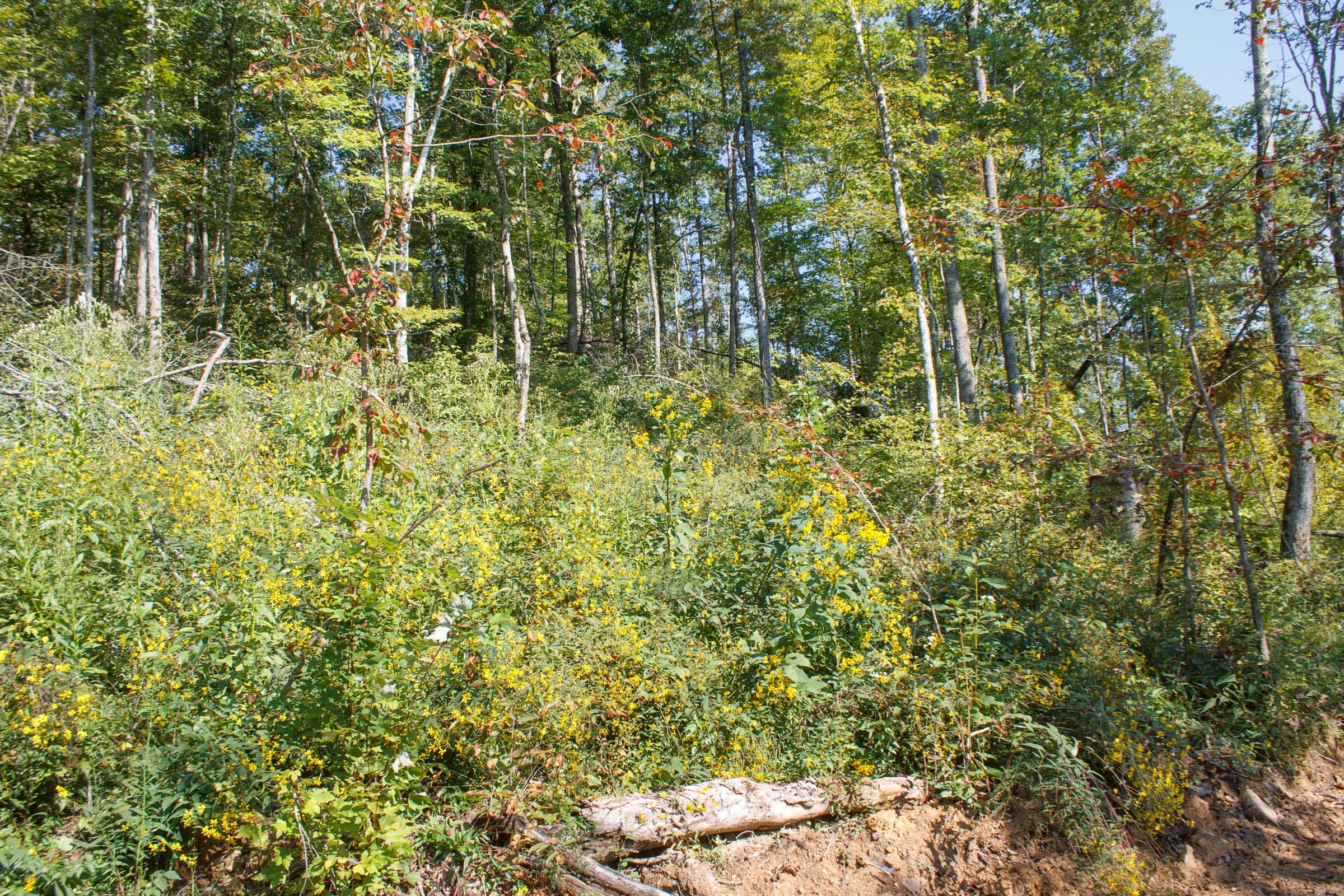 Wounded Oak Tract 9 photo 4