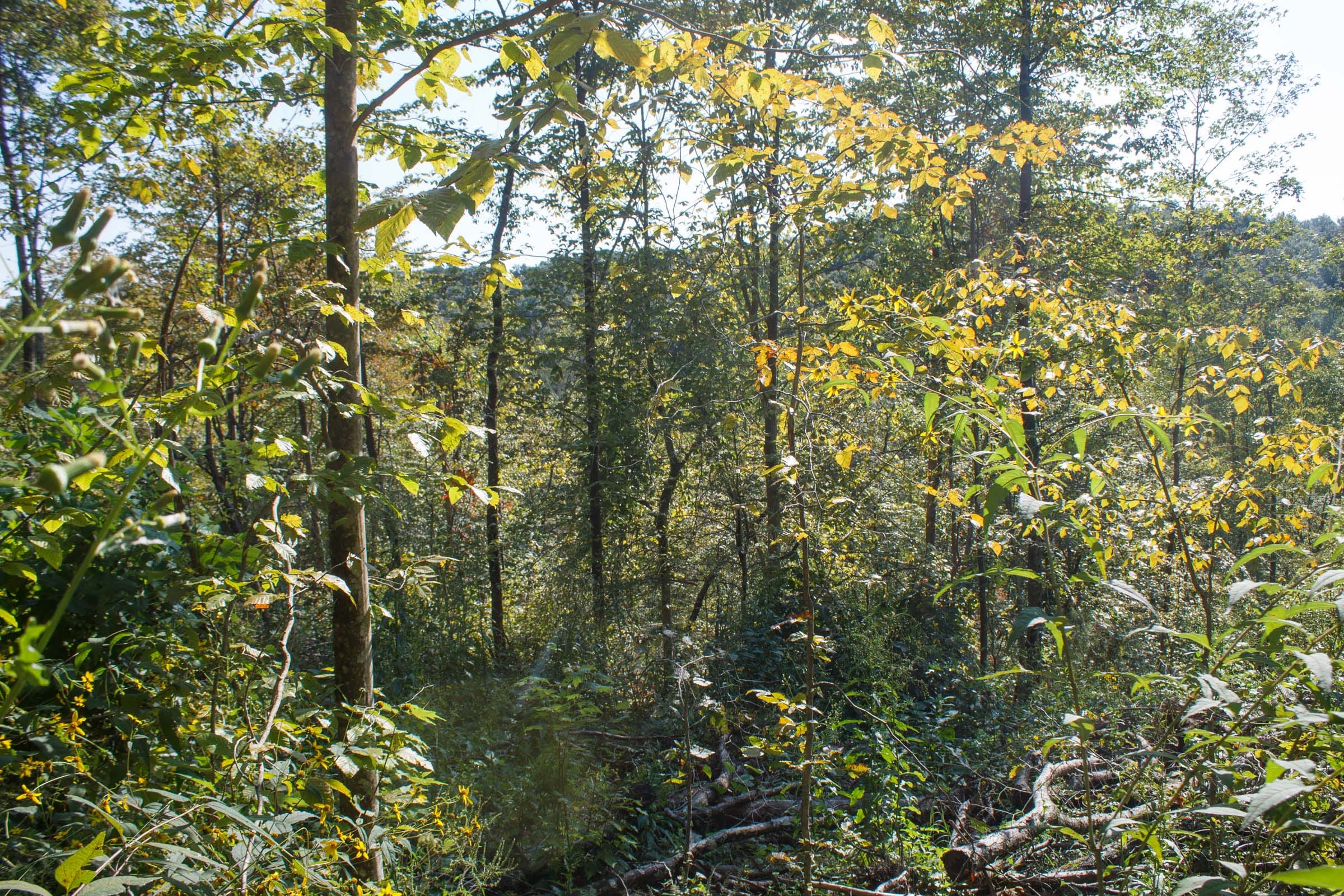 Wounded Oak Tract 9 photo 5