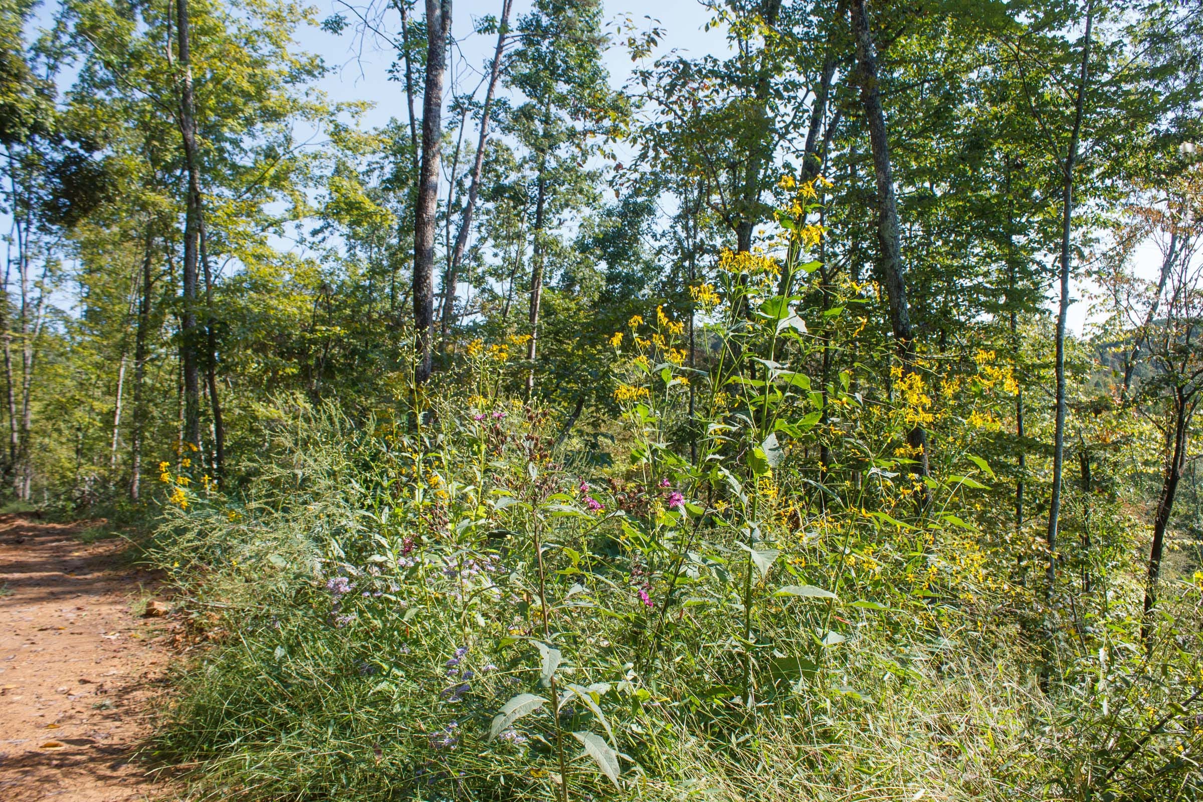 Wounded Oak Tract 9 photo 6
