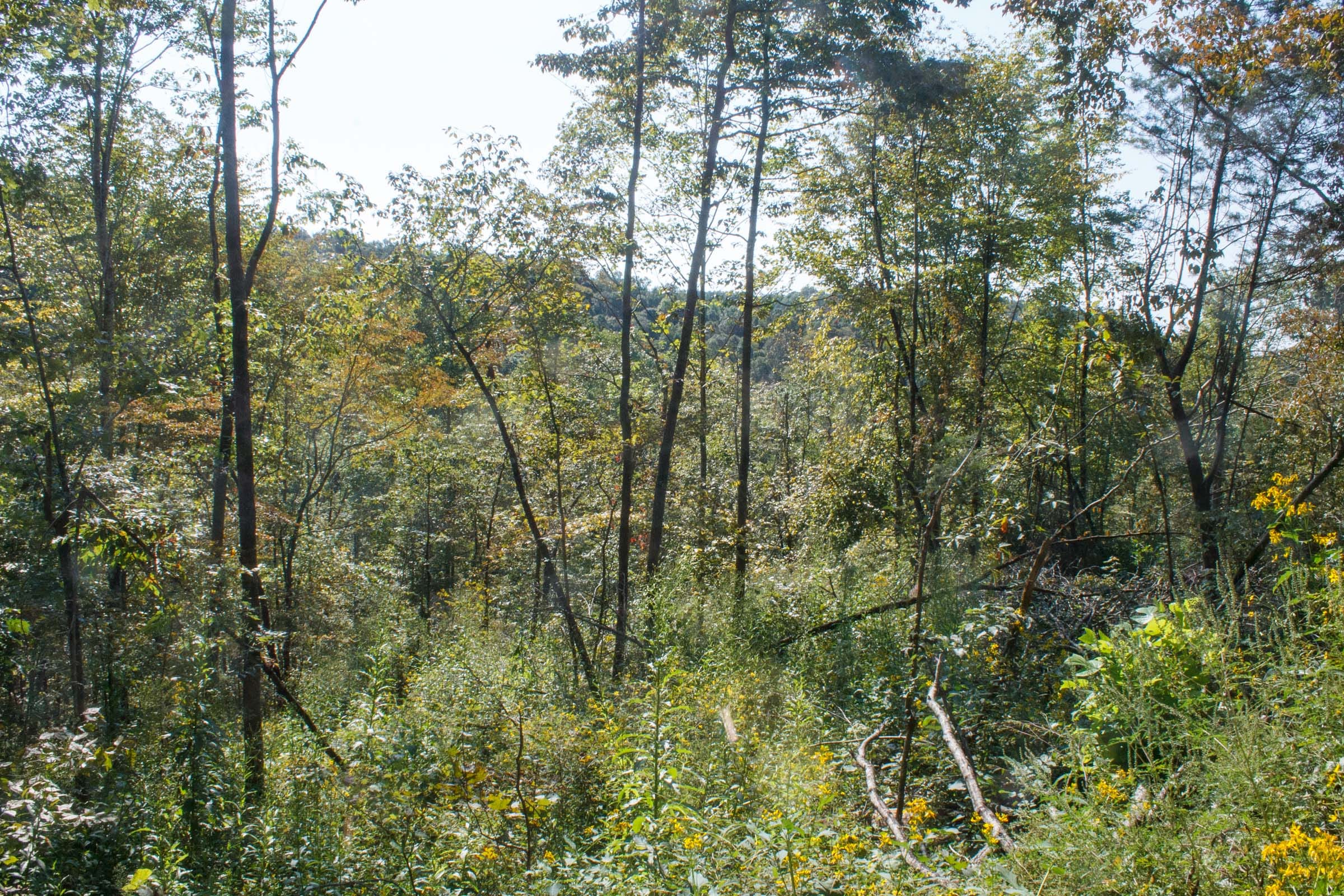Wounded Oak Tract 9 photo 7