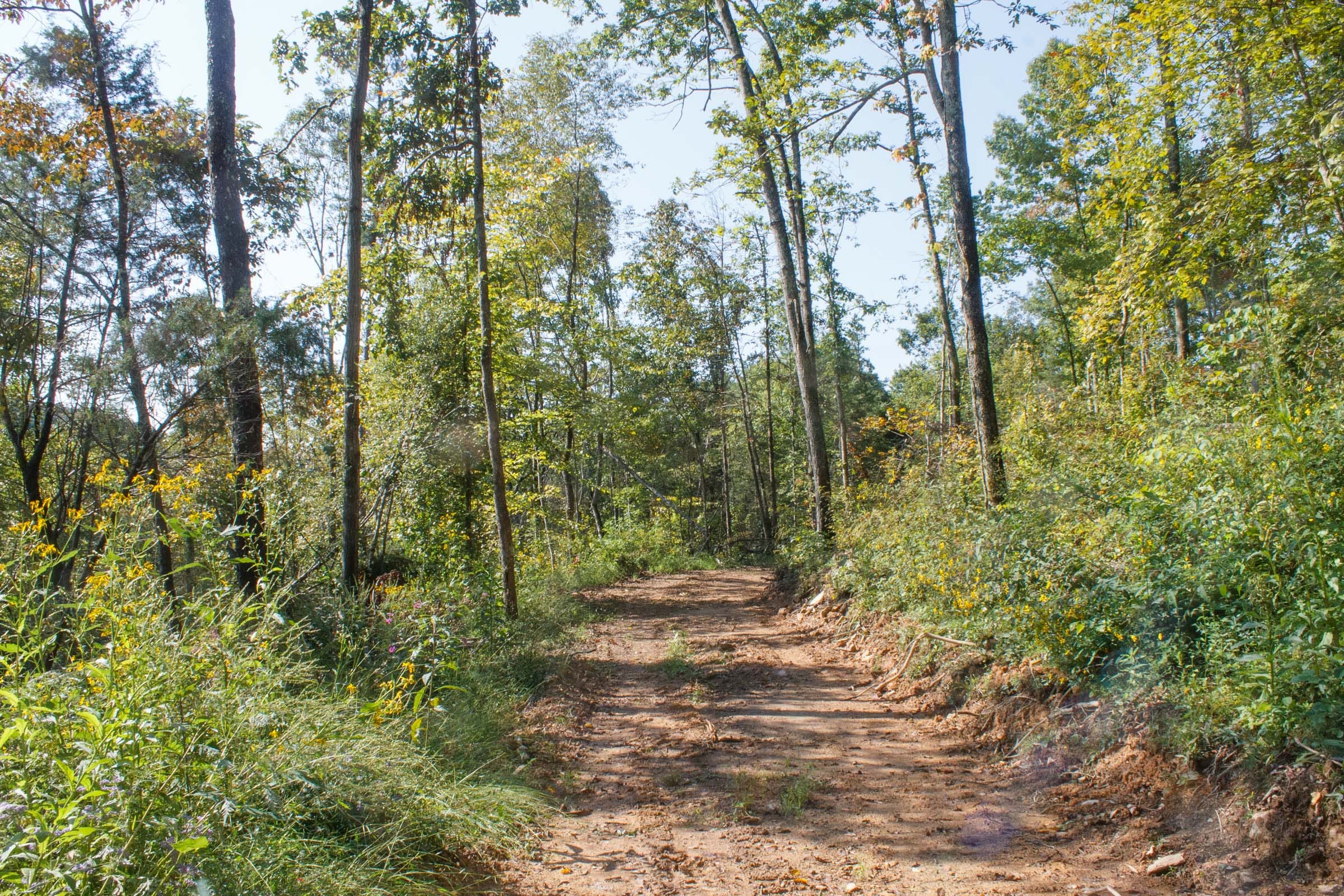 Wounded Oak Tract 9 photo 8