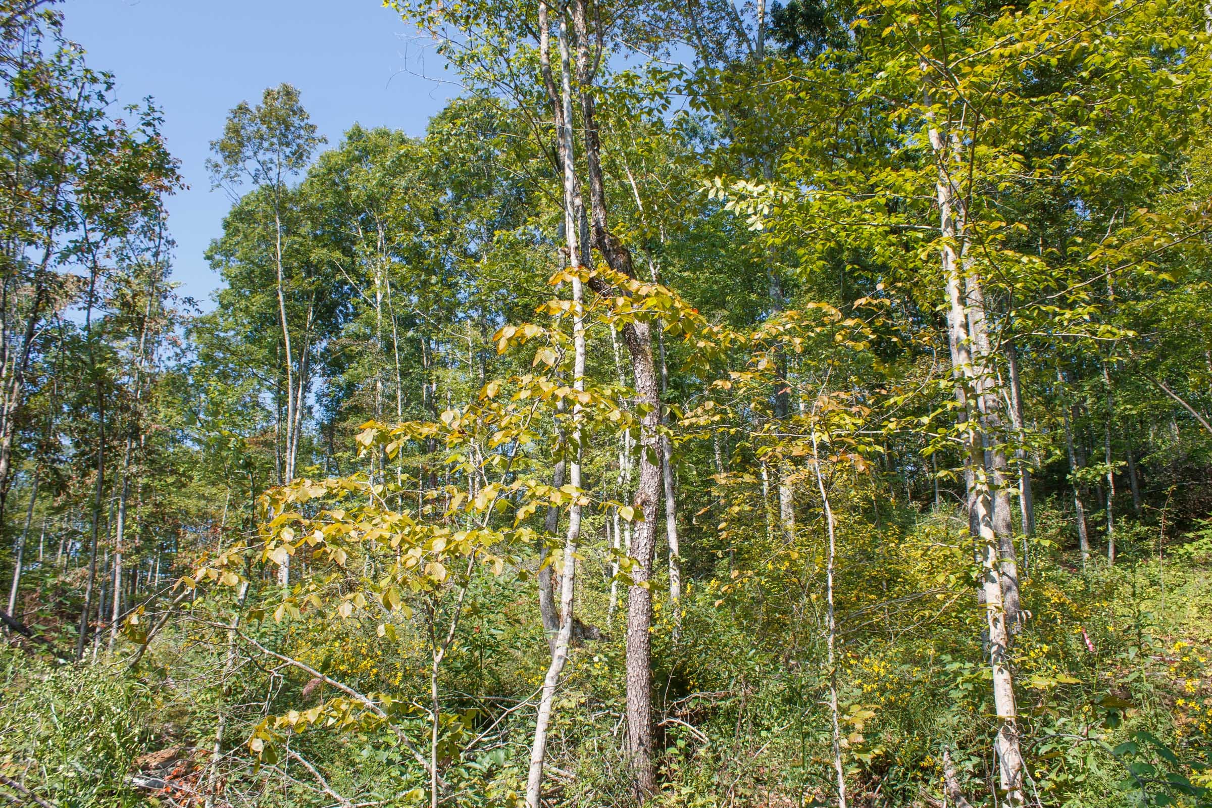 Wounded Oak Tract 9 photo 9