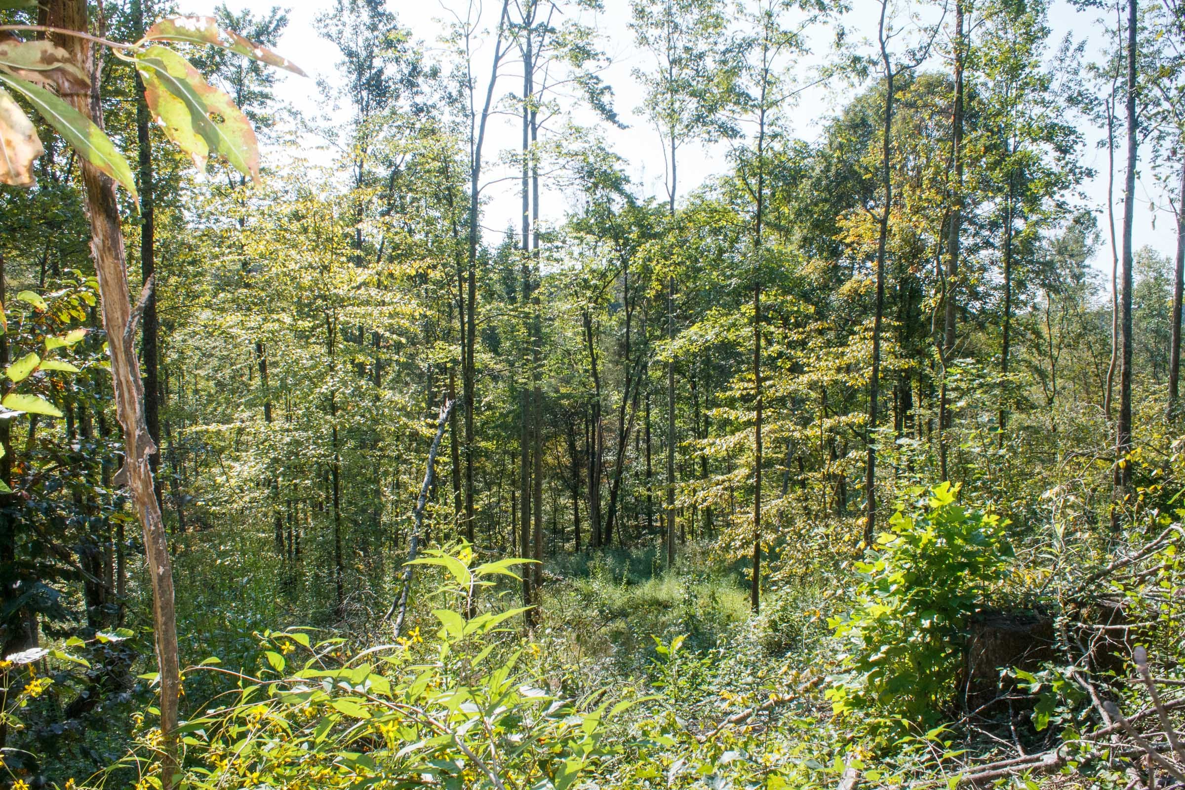 Wounded Oak Tract 9 photo 10