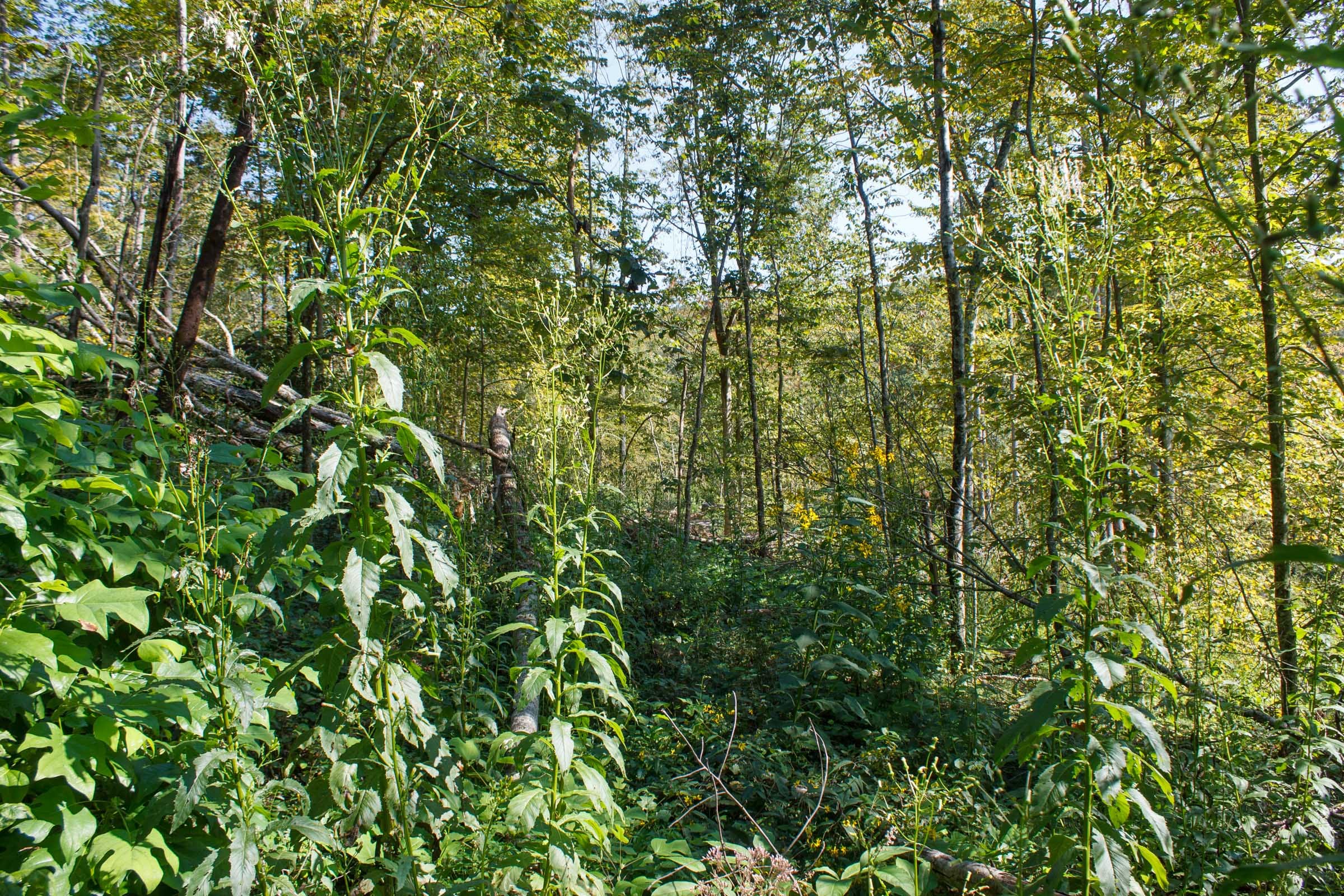 Wounded Oak Tract 9 photo 11