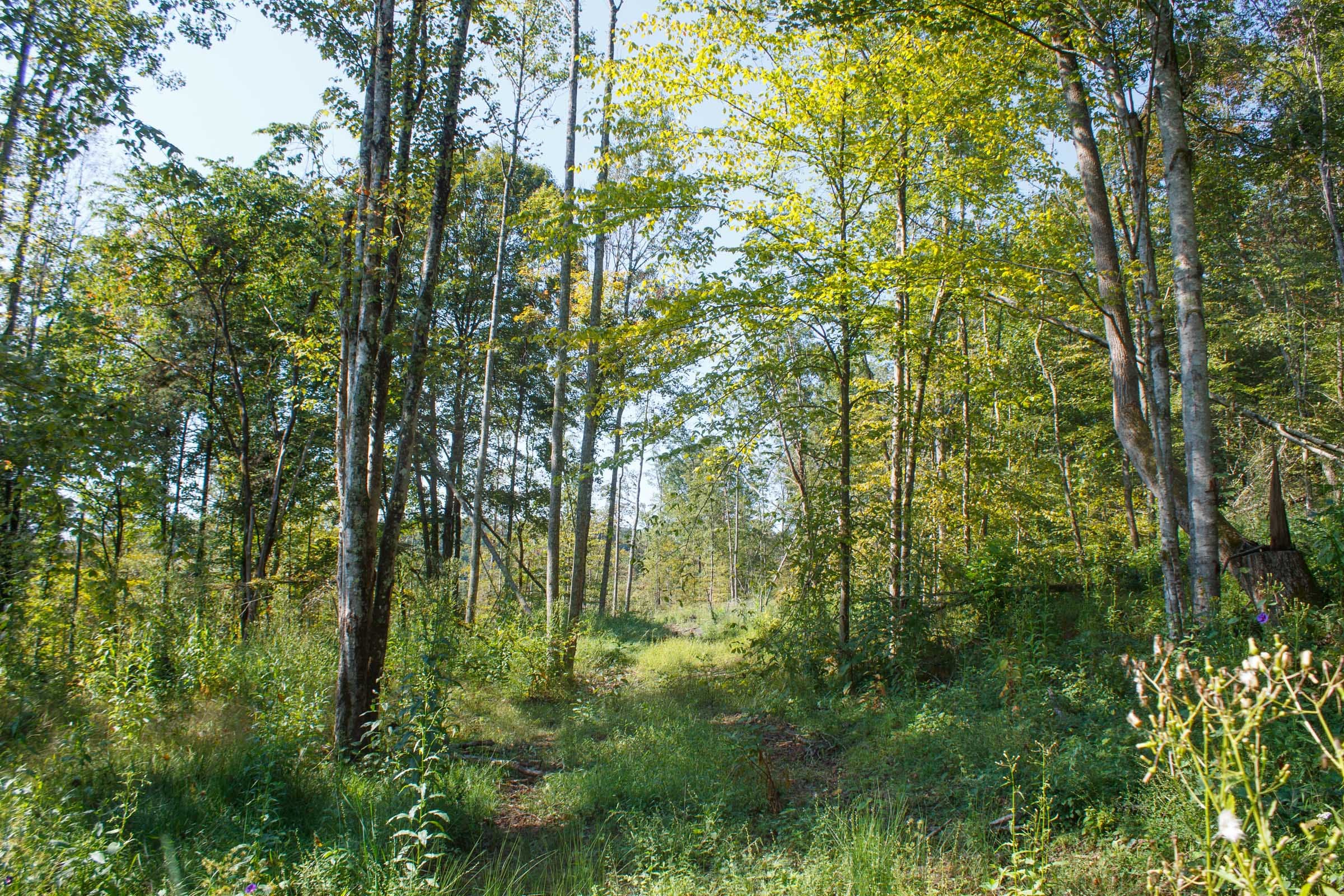 Wounded Oak Tract 9 photo 12