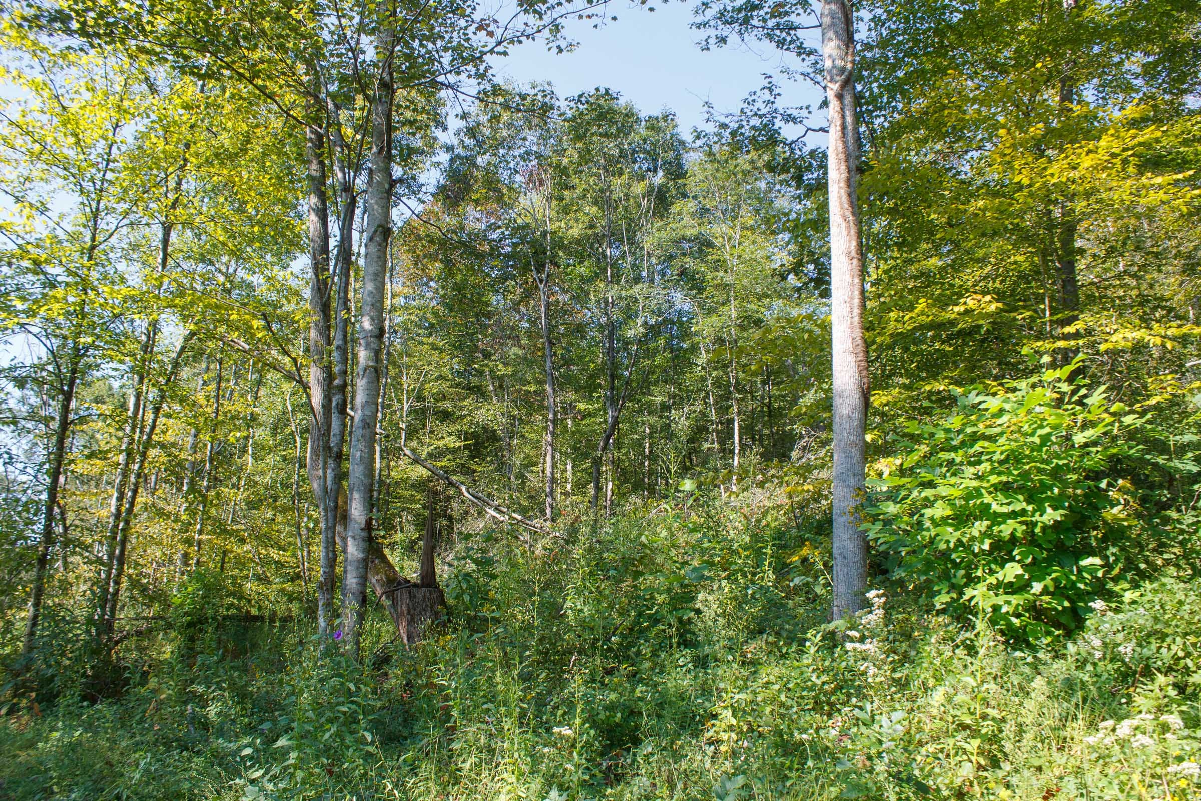 Wounded Oak Tract 9 photo 13