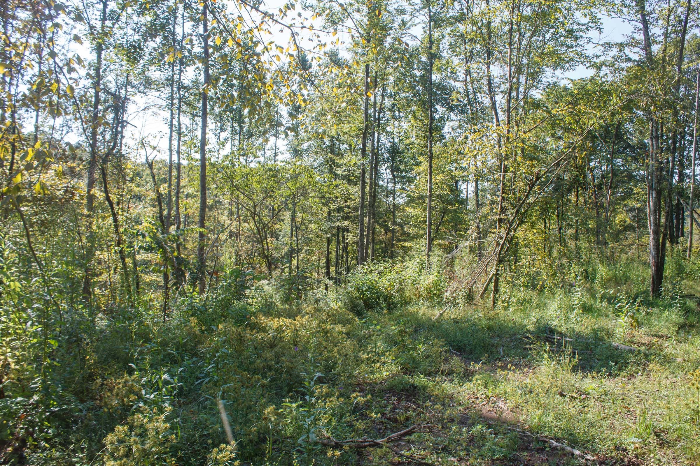 Wounded Oak Tract 9 photo 16
