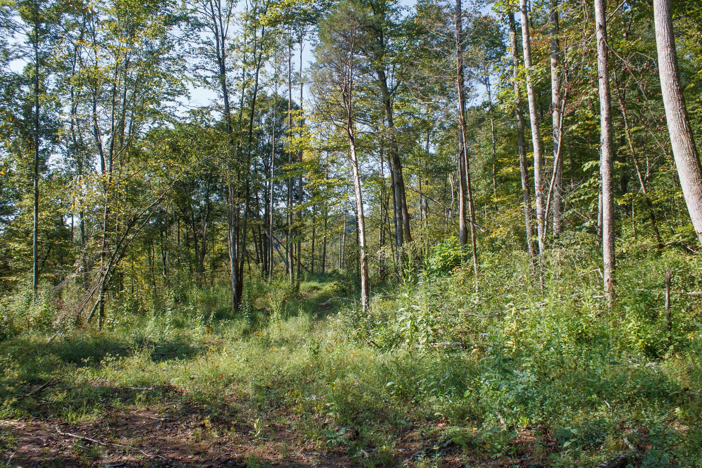 Wounded Oak Tract 9 photo 18