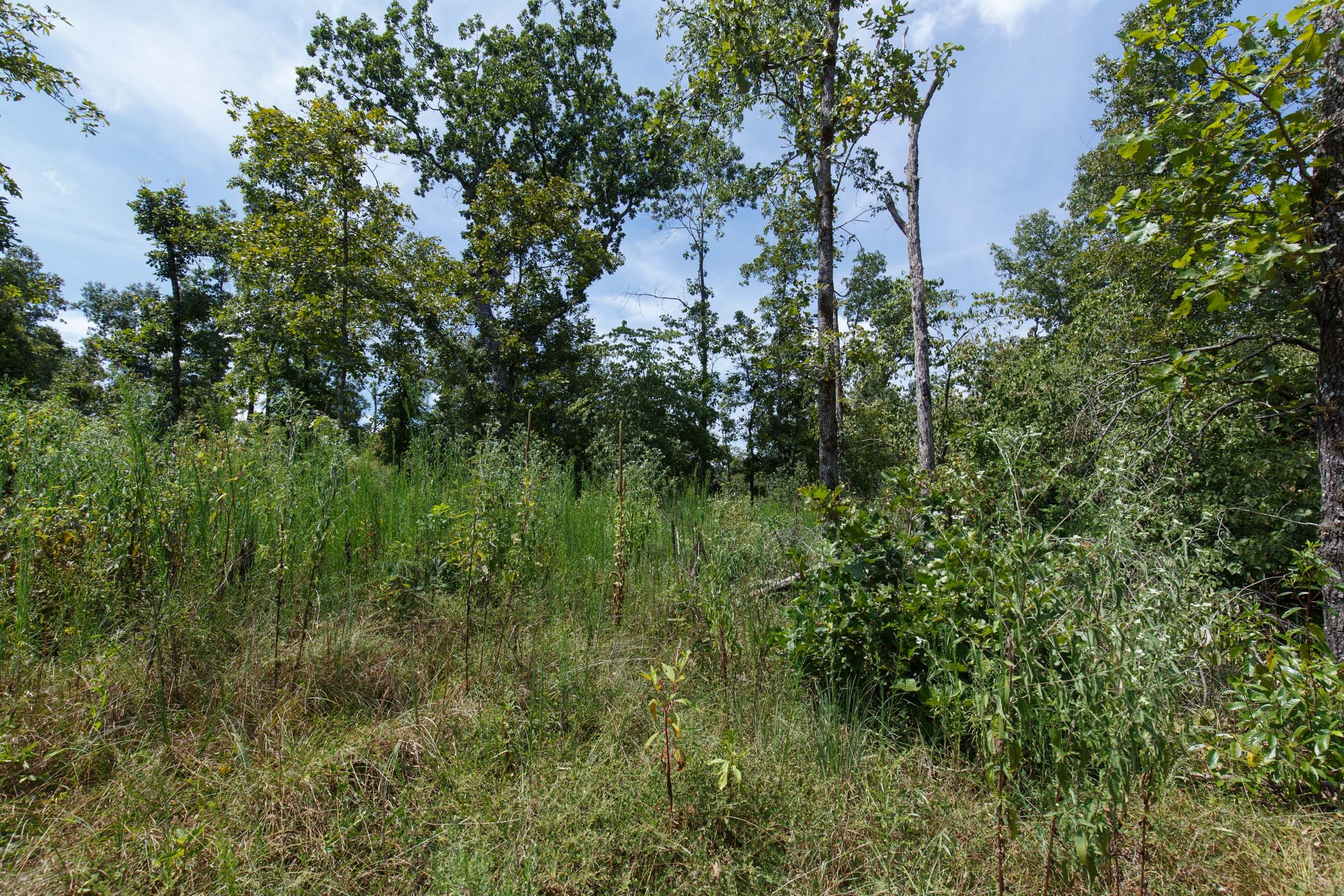 Wildwood Tract 4 photo 2