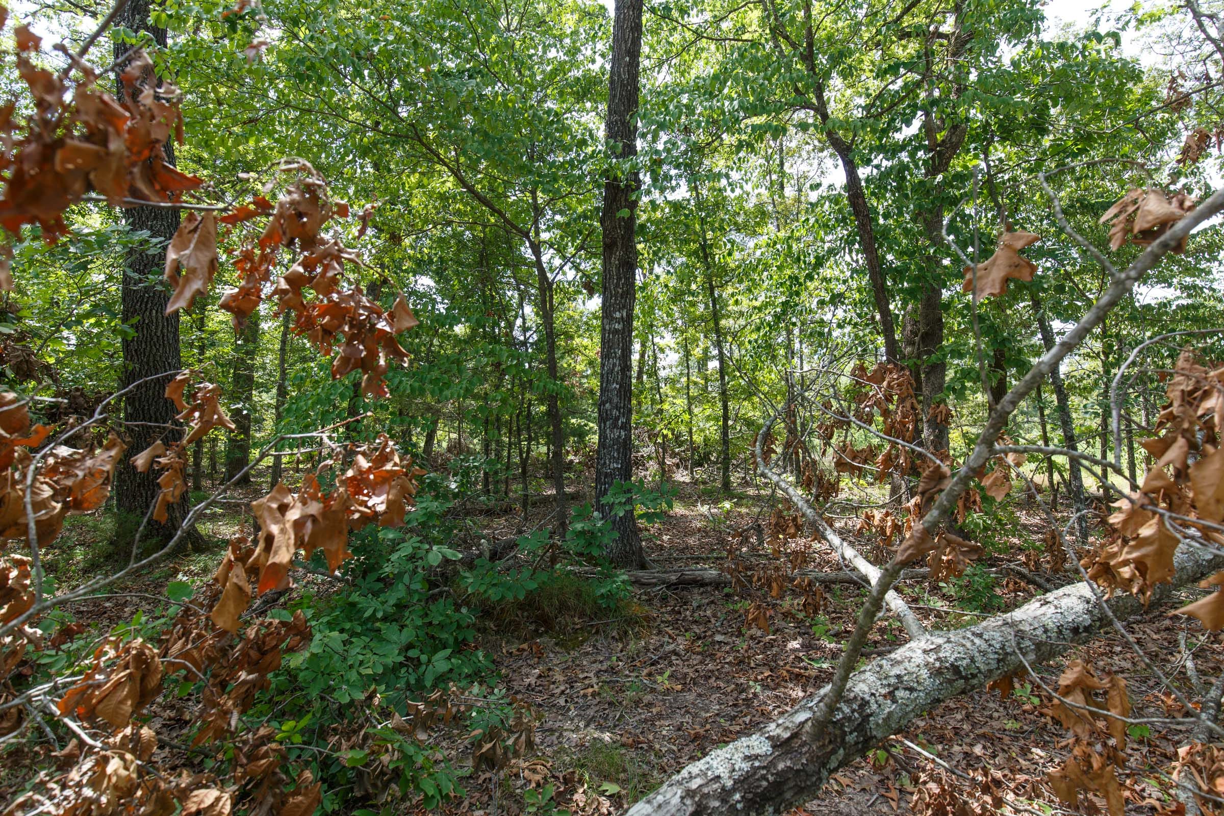 Wildwood Tract 4 photo 3