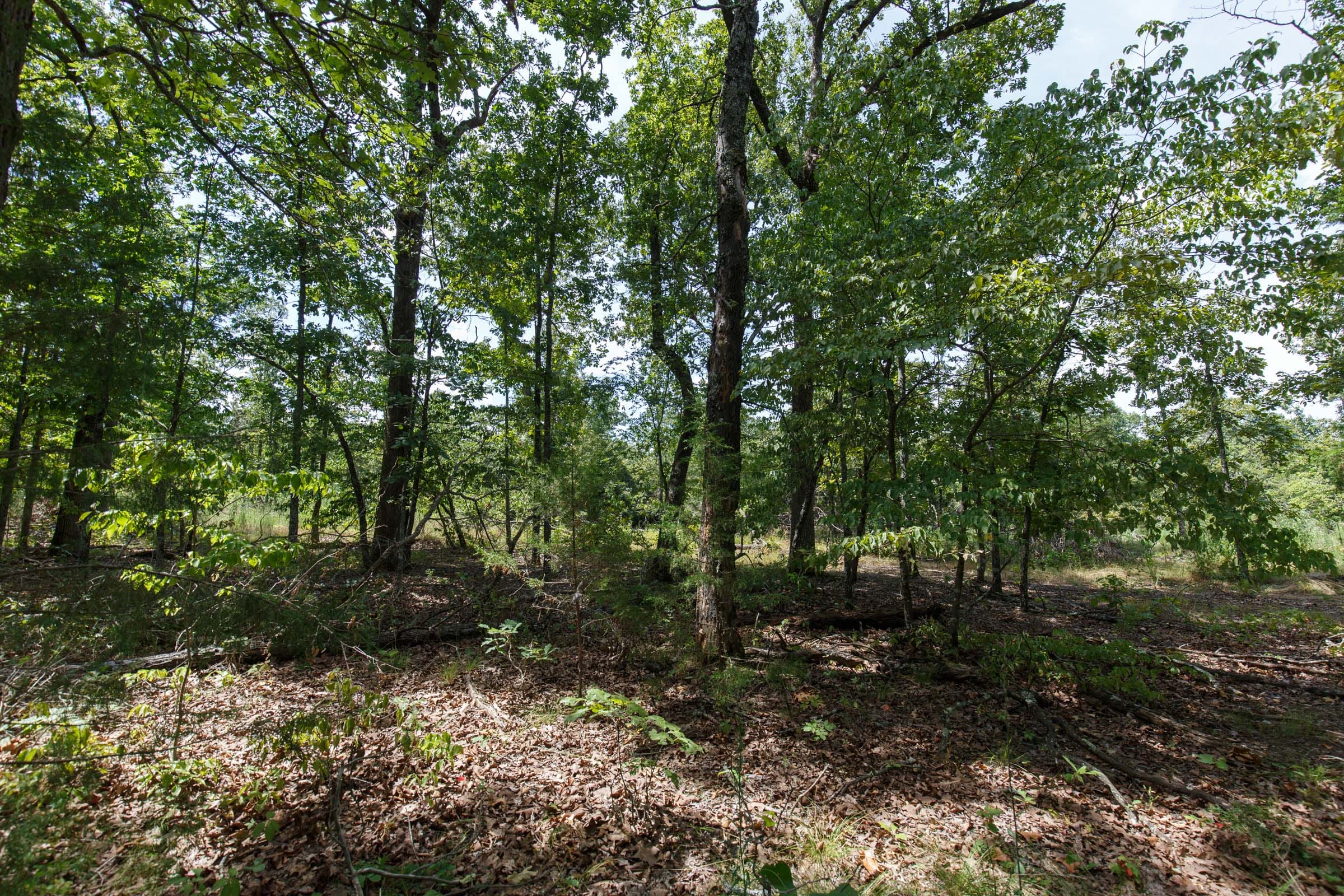 Wildwood Tract 4 photo 6
