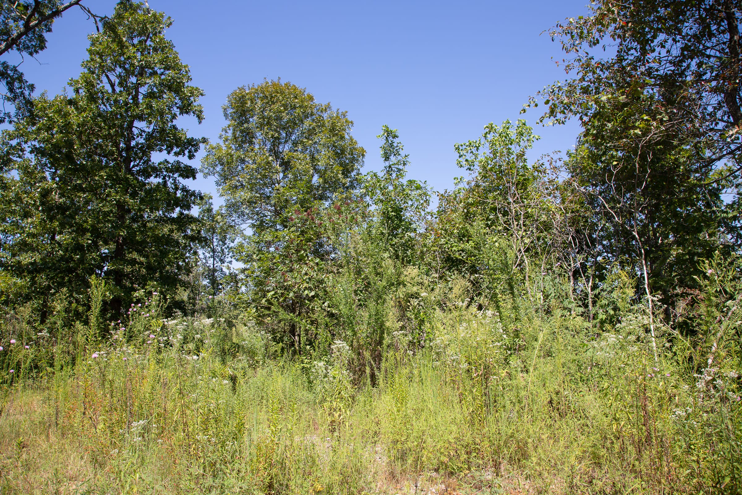 Borgmann’s Hollow Phase III Tract 73 photo 2