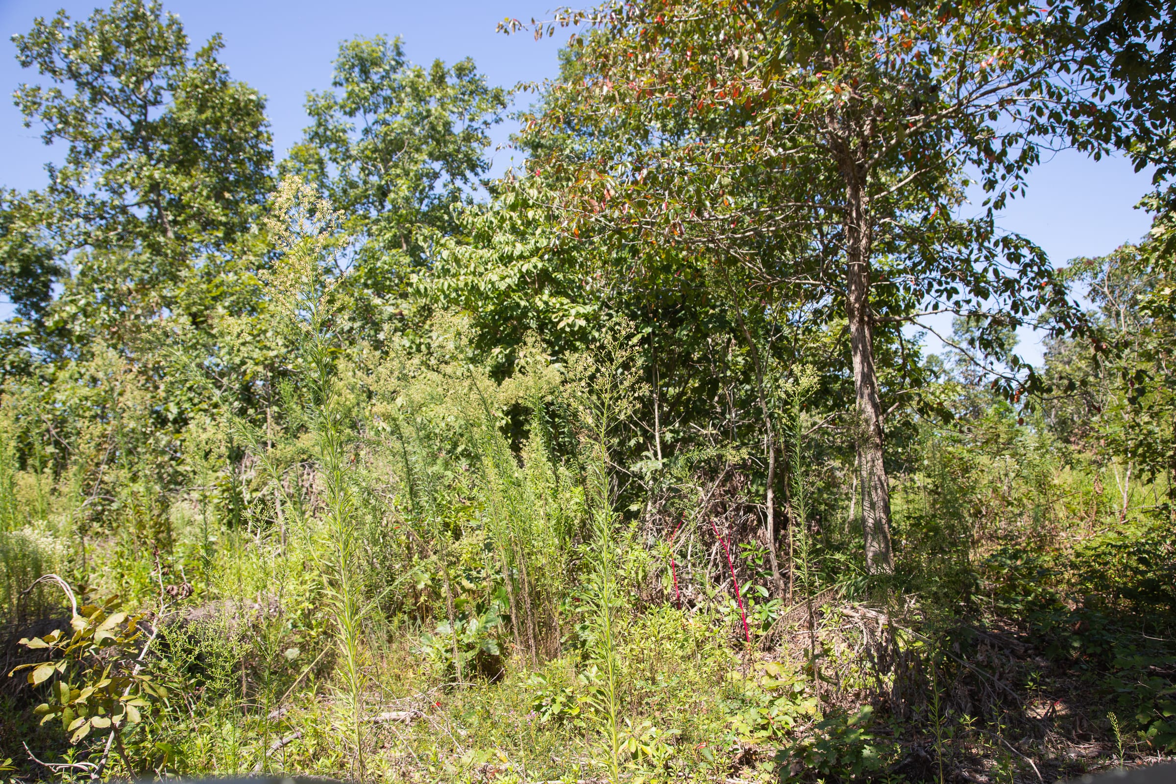 Borgmann’s Hollow Phase III Tract 73 photo 3