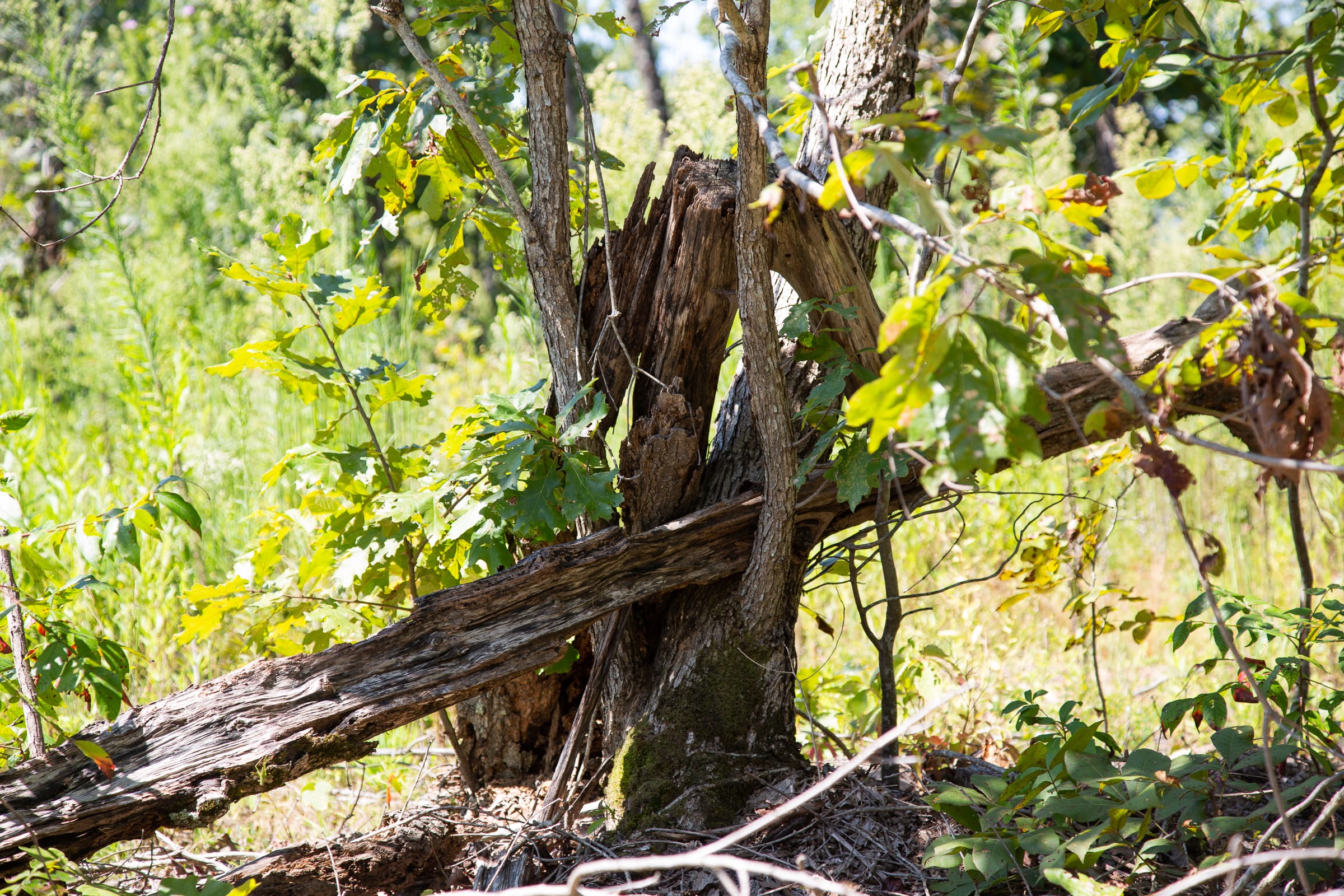 Borgmann’s Hollow Phase III Tract 73 photo 4