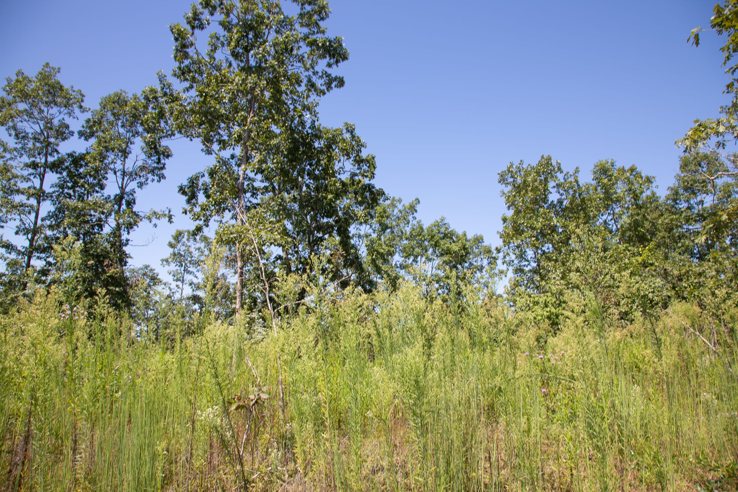 Borgmann’s Hollow Phase III Tract 73 photo 5