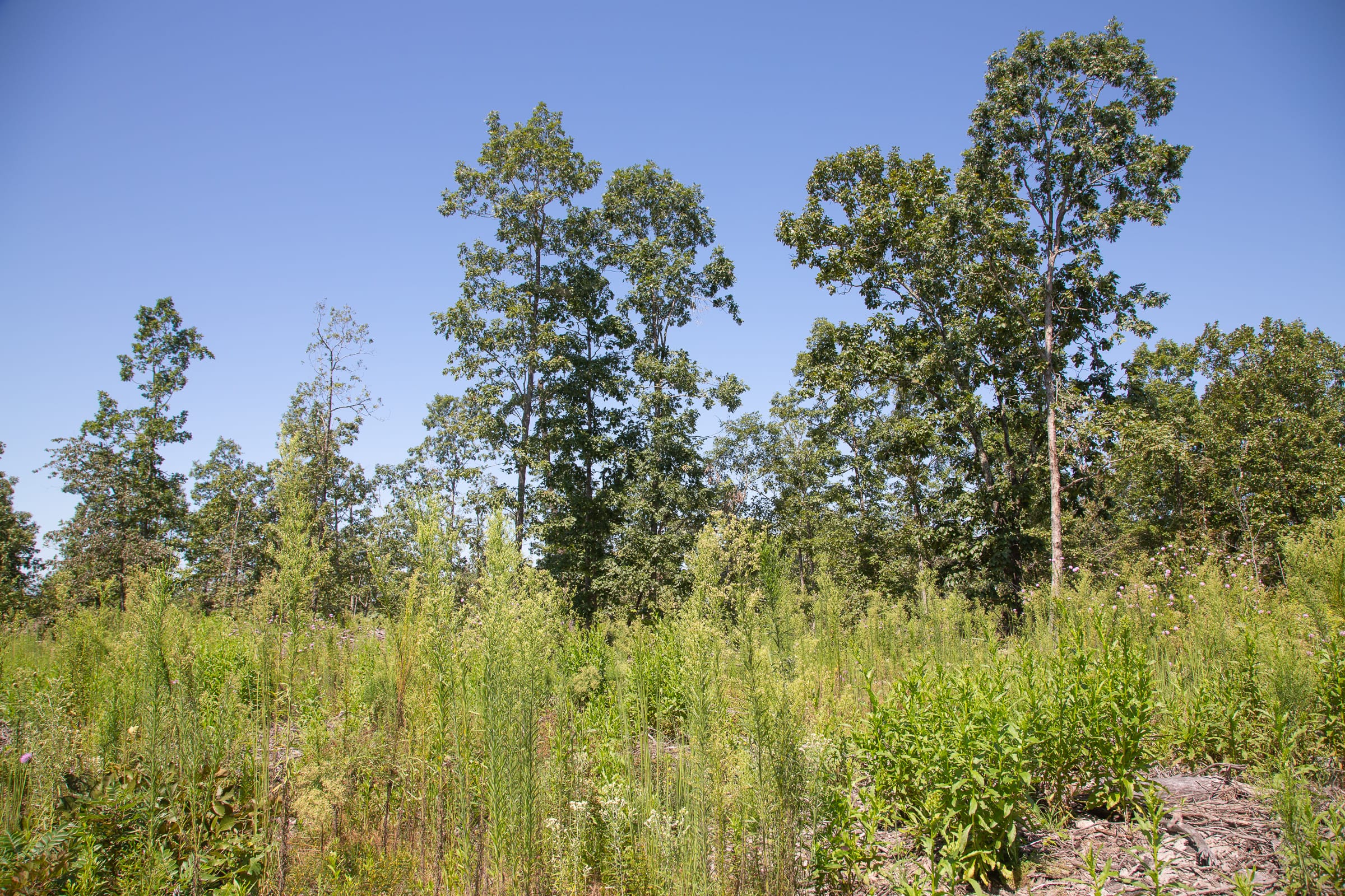 Borgmann’s Hollow Phase III Tract 73 photo 6