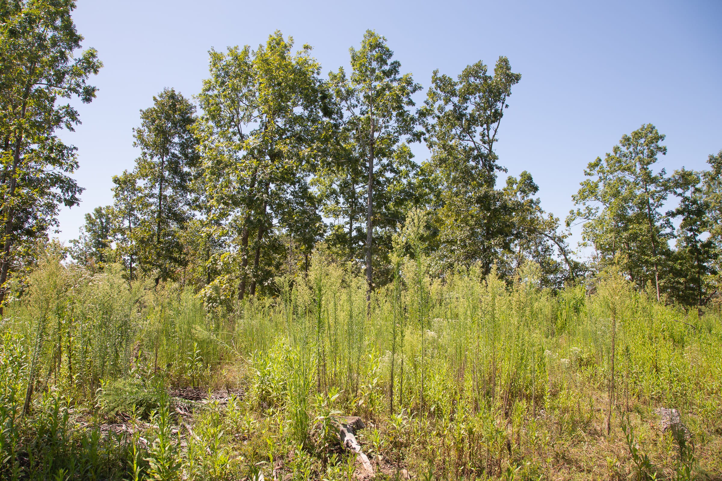 Borgmann’s Hollow Phase III Tract 73 photo 9